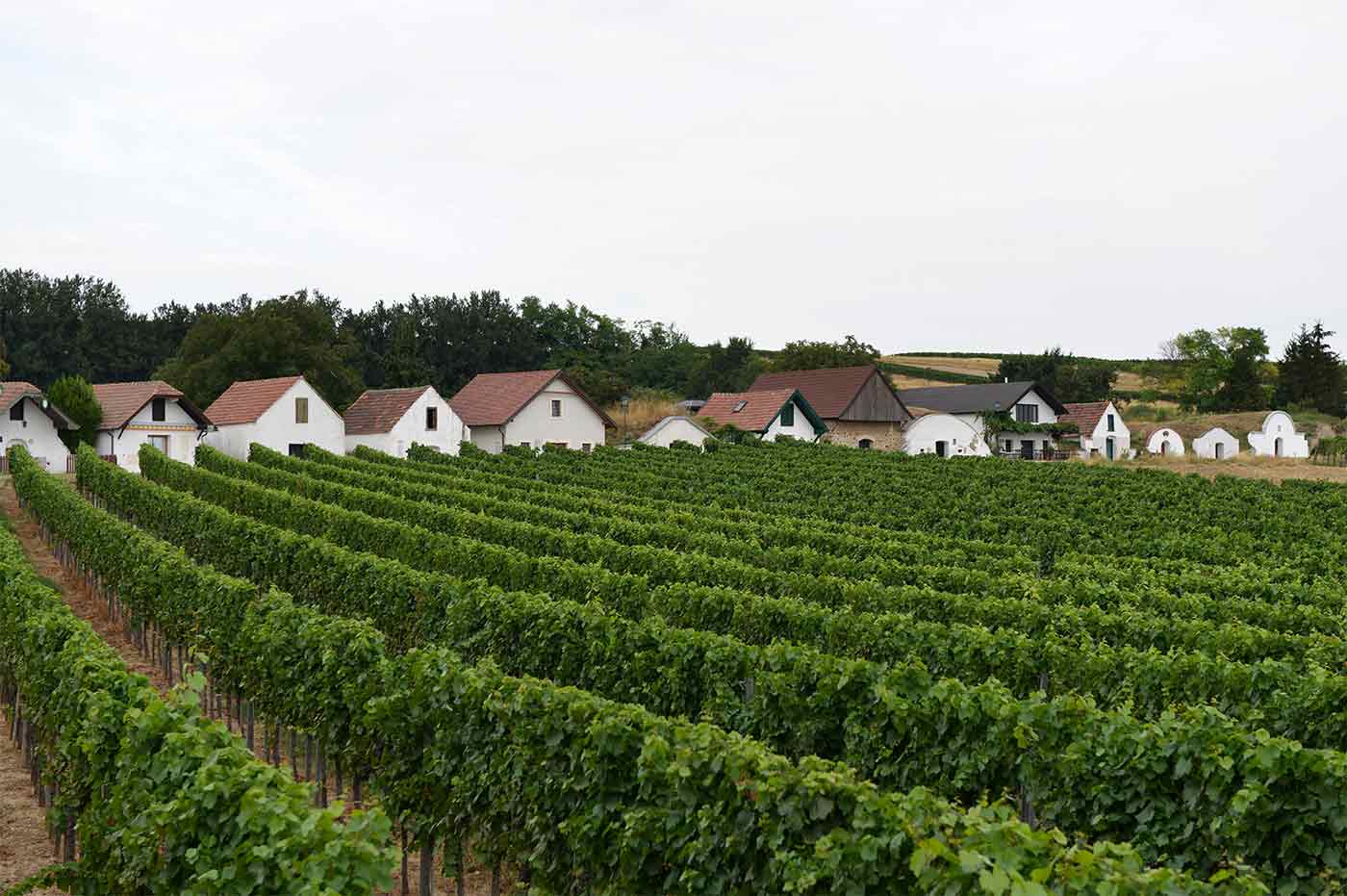Weinreben in Carnuntum